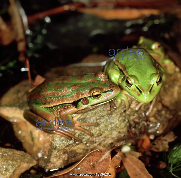 : Green-and-golden bell frog - vulnerable species : Green-and-golden bell frog - vulnerable species