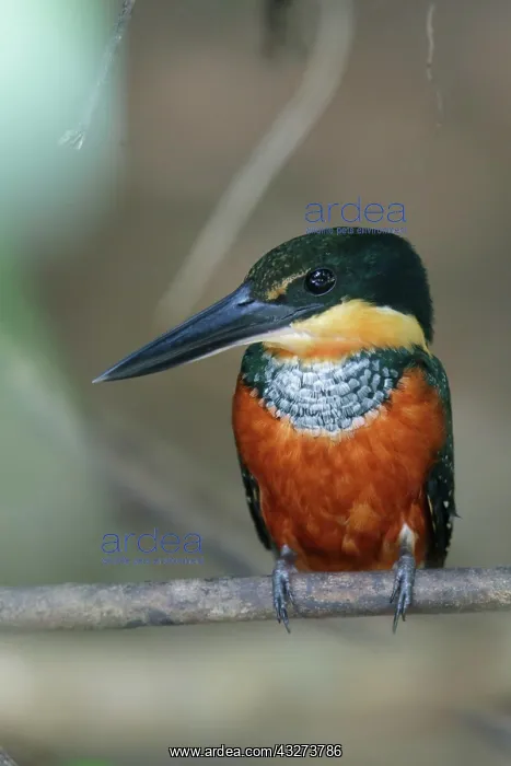 : Green-and-rufous kingfisher (Chloroceryle inda) : Green-and-rufous kingfisher (Chloroceryle inda)