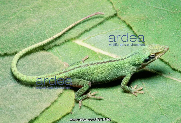 : Green Anole : Green Anole