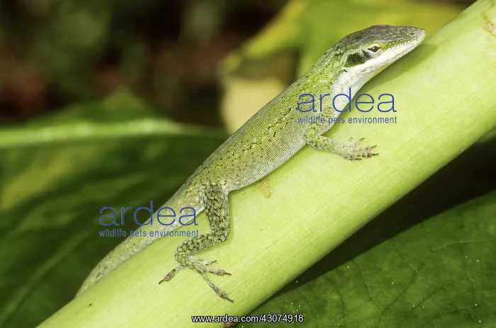 : Green Anole