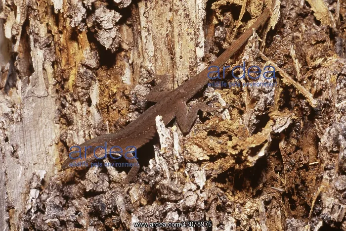 : Green Anole : Green Anole