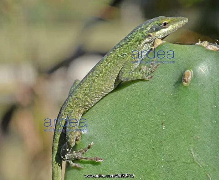 : Green Anole : Green Anole