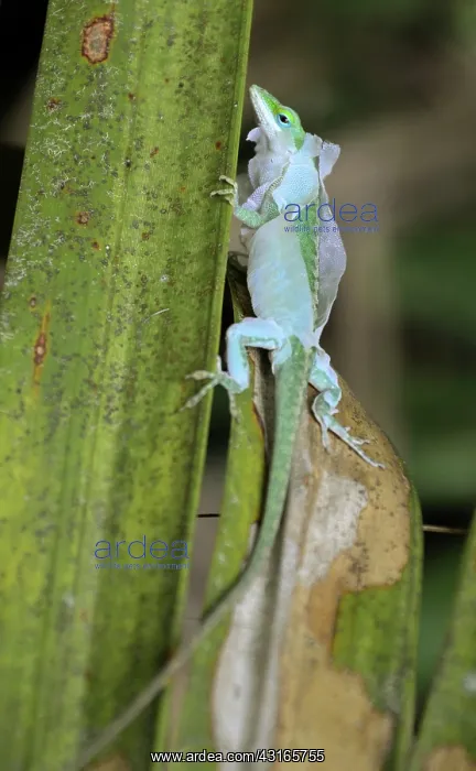 : Green Anole : Green Anole