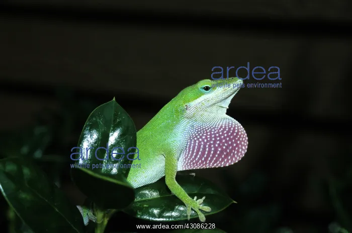 : Green Anole (Anolis carolinensis) : Green Anole (Anolis carolinensis)