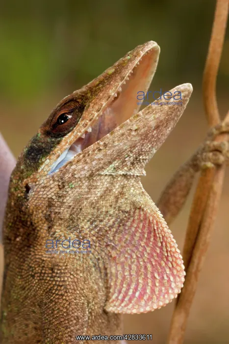  : Green Anole - Defensive posture - Coloration varies