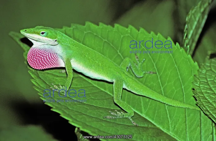 : Green Anole Displaying : Green Anole Displaying