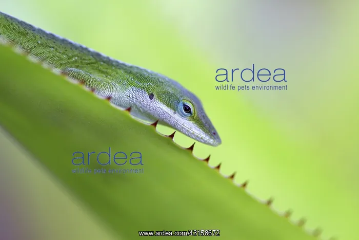 : Green Anole Lizard : Green Anole Lizard