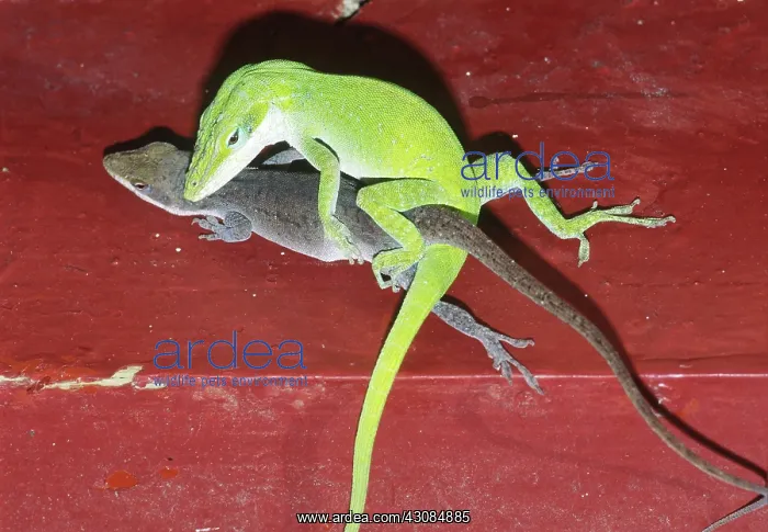 : Green anole lizards mating : Green anole lizards mating