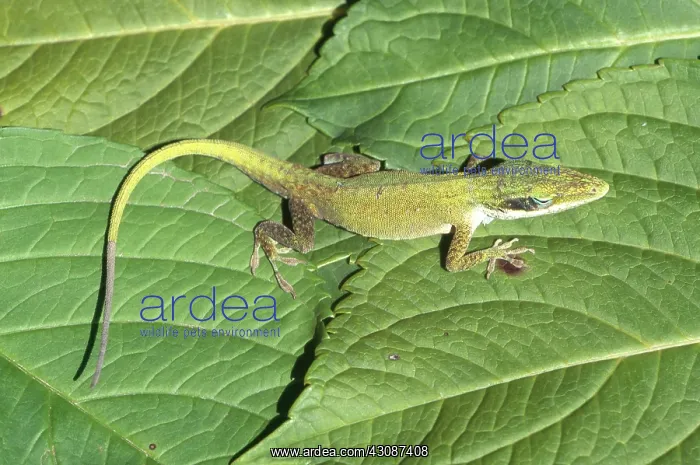 : Green Anole, New Tail : Green Anole, New Tail