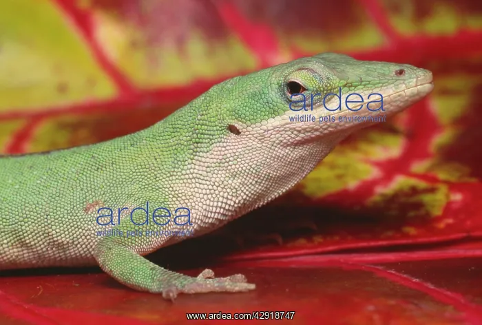 : Green Anole - on red leaves : Green Anole - on red leaves