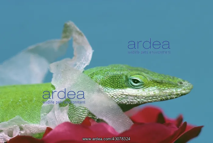 : Green Anole Shedding : Green Anole Shedding