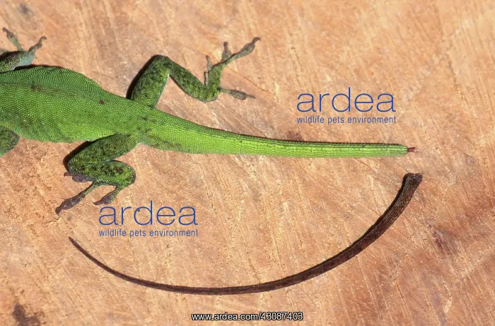 : Green Anole, No Tail : Green Anole, No Tail