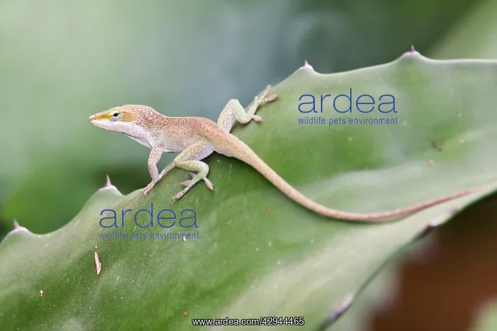 : Green Anole - a tree-dwelling lizard : Green Anole - a tree-dwelling lizard