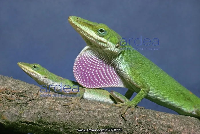 : Green Anoles : Green Anoles