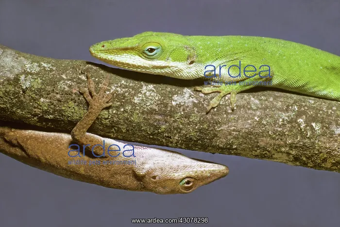 : Green Anoles : Green Anoles