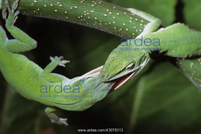 : Green Anoles Fighting : Green Anoles Fighting
