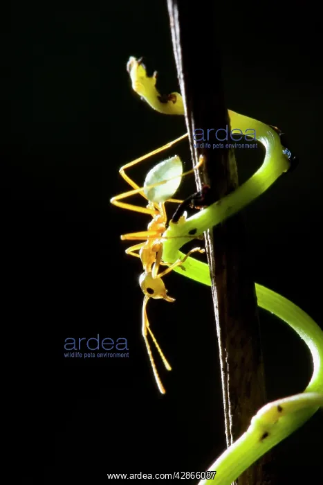 : Green Ant (Oecophylla smaragdina). Paluma Range National Park : Green Ant (Oecophylla smaragdina). Paluma Range National Park