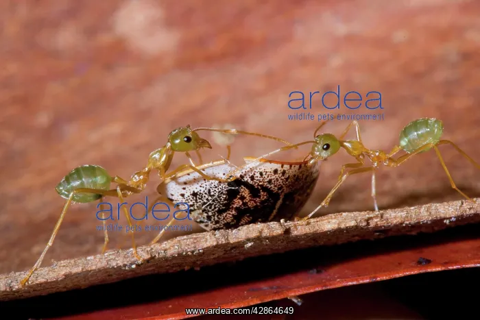 : Green Ant - two individuals try to carry off a : Green Ant - two individuals try to carry off a