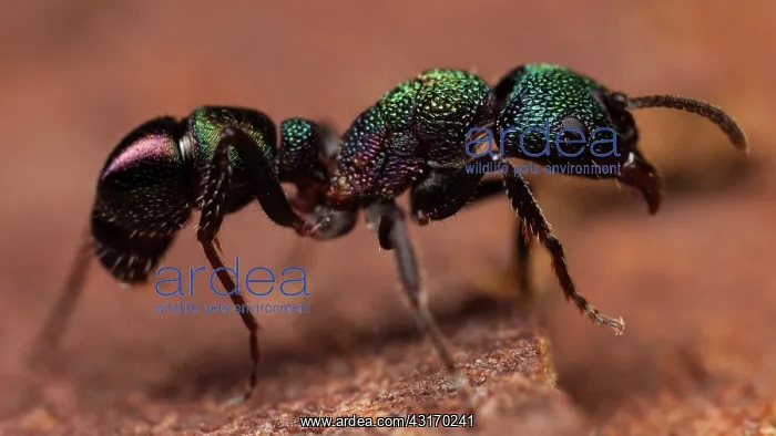 : Green Ant (Rhytidoponera metallica), Australia : Green Ant (Rhytidoponera metallica), Australia
