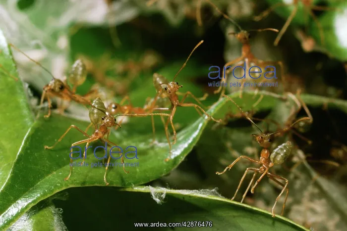 : Green Ants : Green Ants