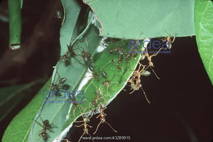 : GREEN ANTS : GREEN ANTS