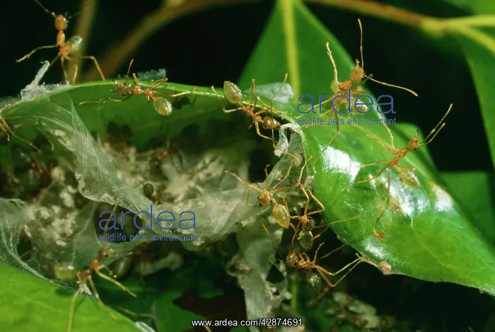 : Green Ants - building nest : Green Ants - building nest