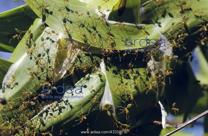 : Green Ants on Leaf Nest : Green Ants on Leaf Nest