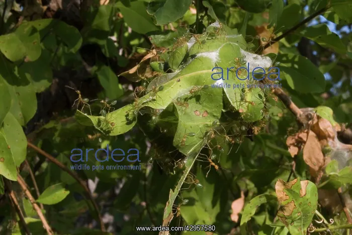 : Green Ants nest of folded leaves : Green Ants nest of folded leaves