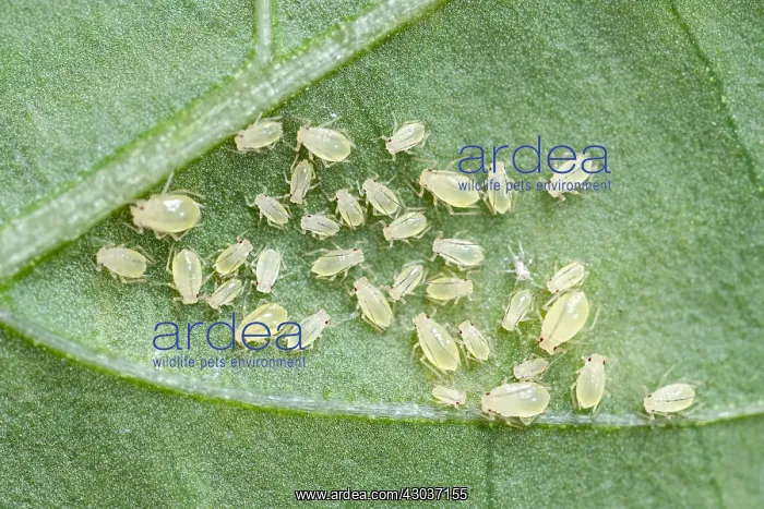: Green aphid nymphs - Norfolk UK : Green aphid nymphs - Norfolk UK