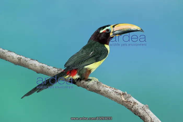 : Green Aracari on branch : Green Aracari on branch