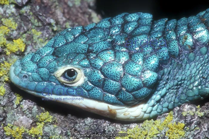 : Green Arboreal Alligator Lizard : Green Arboreal Alligator Lizard