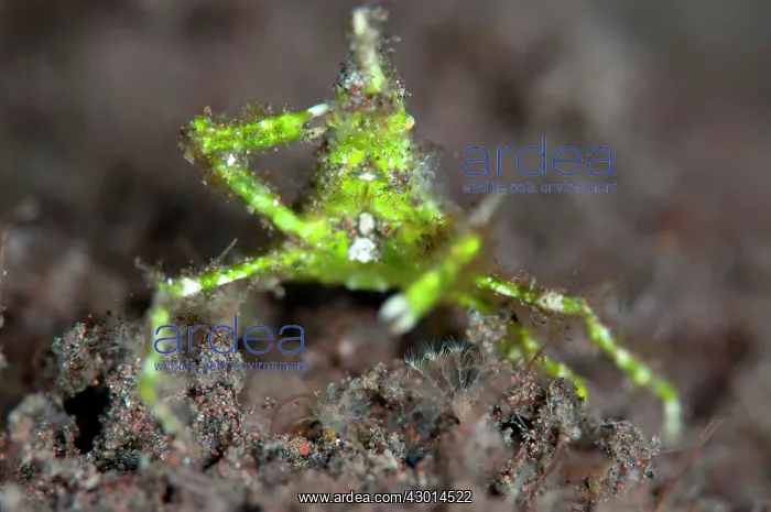: Green Arrowhead Crab saluting : Green Arrowhead Crab saluting