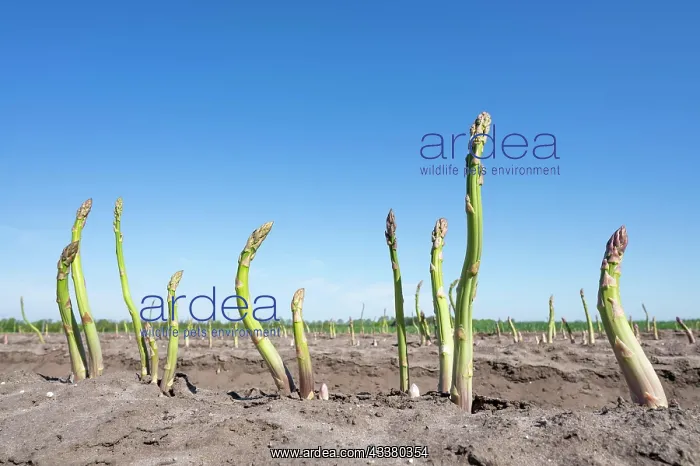 : Green asparagus (Asparagus) growing in an aspara : Green asparagus (Asparagus) growing in an aspara