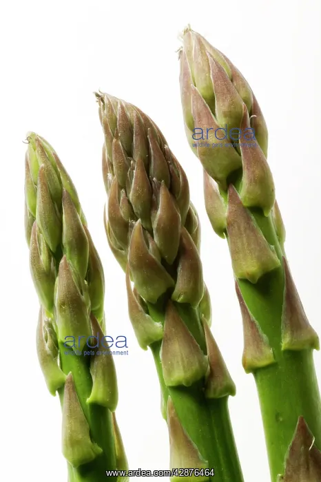 : Green Asparagus - close-up of tips : Green Asparagus - close-up of tips