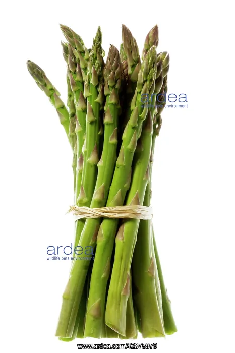 : Green Asparagus - spears tied in bunch, ready for cookin : Green Asparagus - spears tied in bunch, ready for cookin