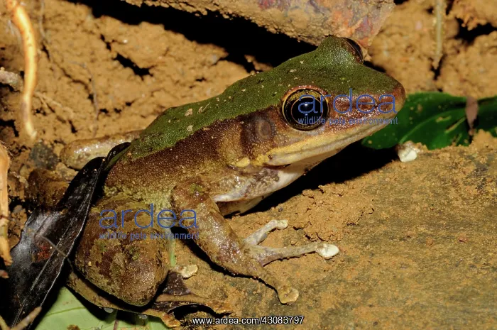 : Green backed frog, Vietnam : Green backed frog, Vietnam