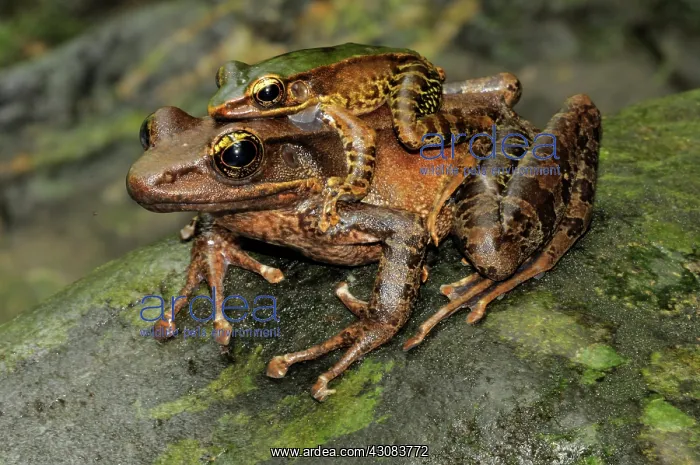 : Green backed frogs mating : Green backed frogs mating