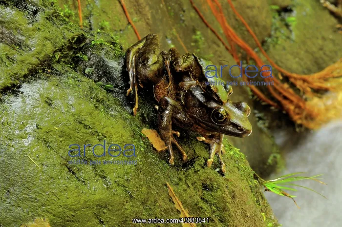 : Green backed frogs mating : Green backed frogs mating