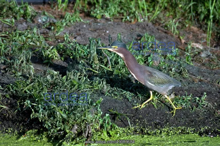 : Green-backed Heron : Green-backed Heron