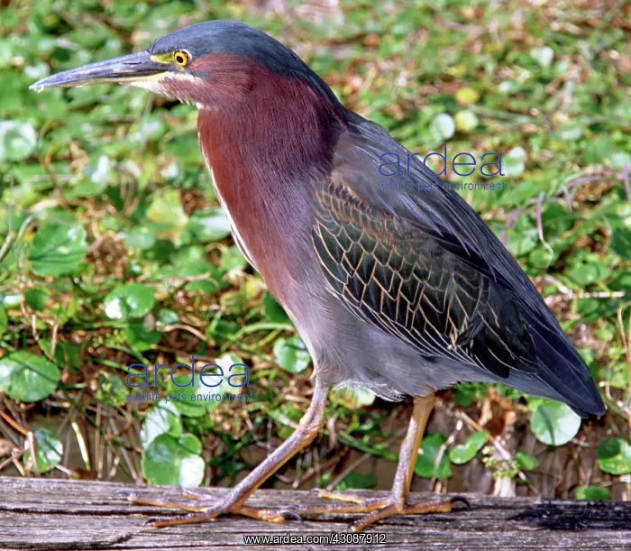 : Green-backed Heron : Green-backed Heron