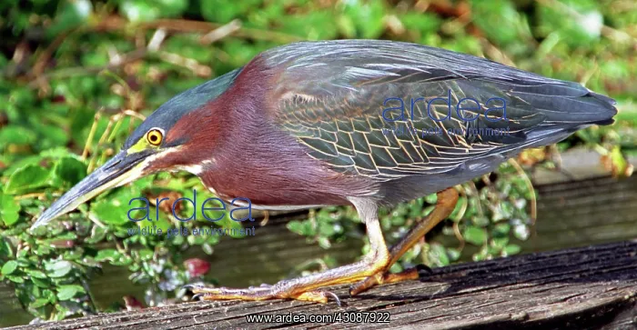 : Green-backed Heron : Green-backed Heron