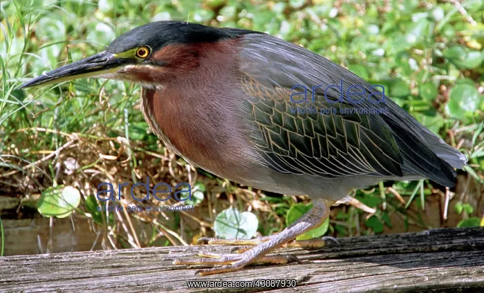 : Green-backed Heron : Green-backed Heron