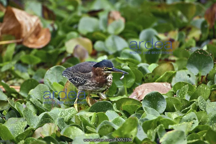 : Green-backed Heron : Green-backed Heron