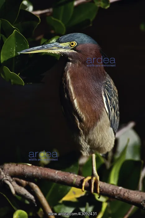 : Green-backed Heron : Green-backed Heron