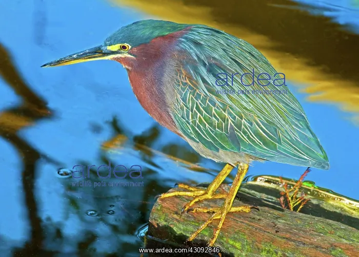 : Green-backed Heron : Green-backed Heron
