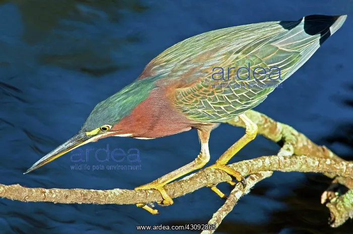 : Green-backed Heron : Green-backed Heron