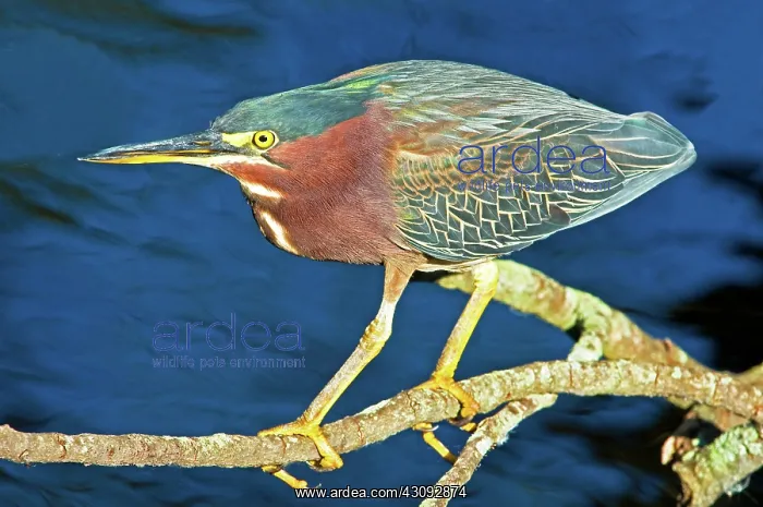 : Green-backed Heron : Green-backed Heron