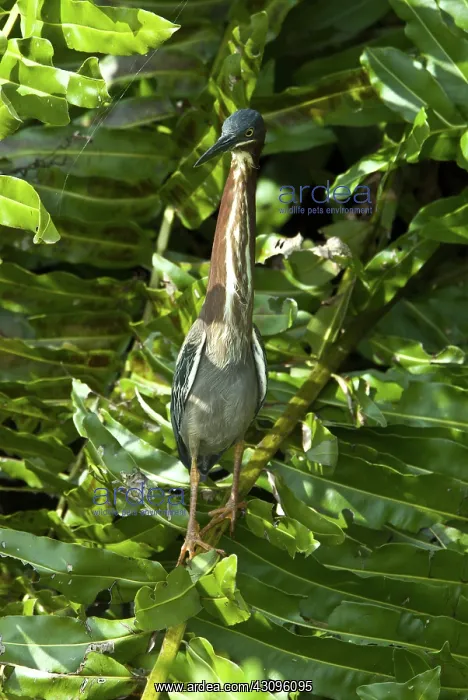 : Green-Backed Heron : Green-Backed Heron