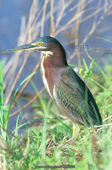 : Green Backed Heron : Green Backed Heron