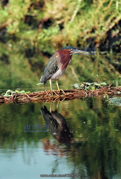 : Green-Backed Heron : Green-Backed Heron